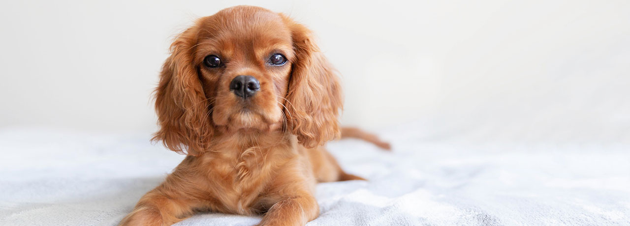 Analyse zeigt: Gestresste Hunde können von CBD profitieren
