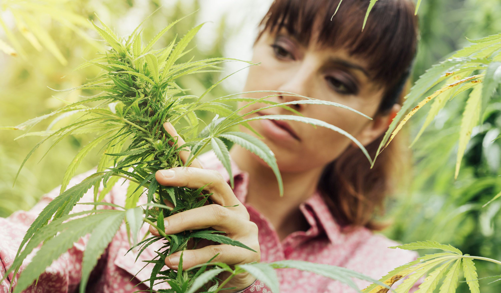Mehr als 200 Terpene finden sich in der Cannabispflanze