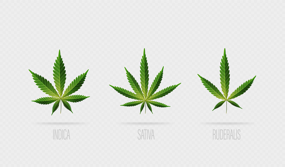 Cannabis Sativa, Indica und Ruderalis: Die Unterschiede im Aussehen